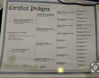 Flower, a female Cavalier King Charles Spaniel for sale in Newbury Park, CA – Photo 3 of 3