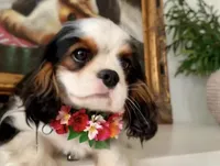 Flower, a female Cavalier King Charles Spaniel for sale in Newbury Park, CA – Photo 1 of 3