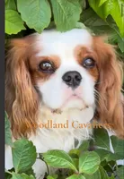 Oliver , a male Cavalier King Charles Spaniel for sale in Newbury Park, CA – 4 of 5