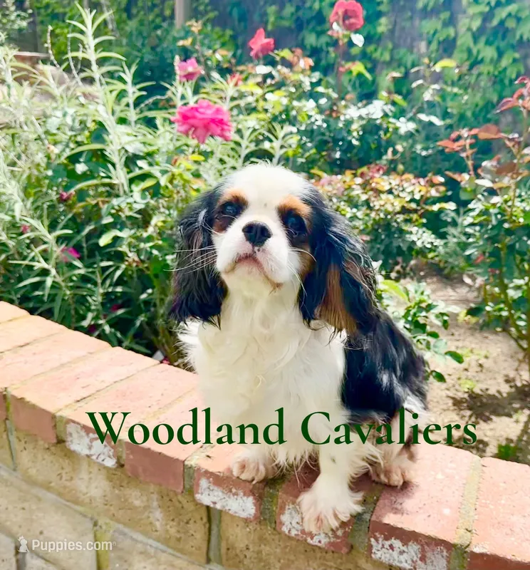 AKC Flower – Cavalier King Charles Spaniel puppy for sale in Newbury Park, CA