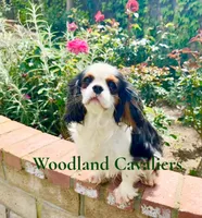 AKC Flower, a female Cavalier King Charles Spaniel for sale in Newbury Park, CA – Photo 1 of 4