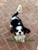 AKC Flower, a female Cavalier King Charles Spaniel for sale in Newbury Park, CA – Photo 3 of 4