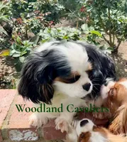 AKC Flower, a female Cavalier King Charles Spaniel for sale in Newbury Park, CA – Photo 4 of 4