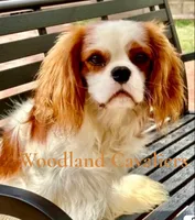 Oliver , a male Cavalier King Charles Spaniel for sale in Newbury Park, CA – 2 of 5
