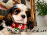 AKC Flower, a female Cavalier King Charles Spaniel for sale in Newbury Park, CA – Photo 2 of 4