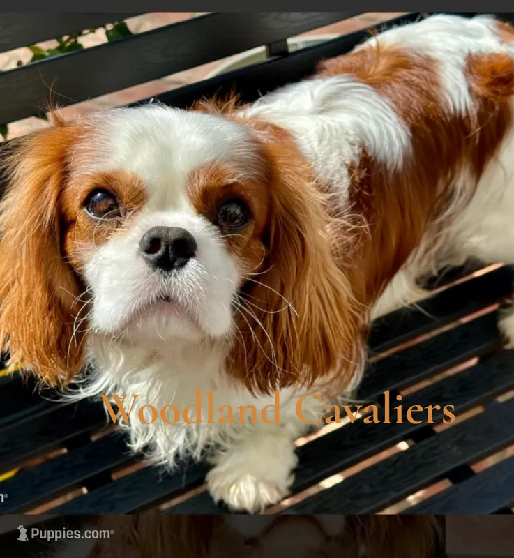 Oliver  – Cavalier King Charles Spaniel puppy for sale in Newbury Park, CA