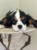 AKC Valentino, a male Cavalier King Charles Spaniel for sale in Newbury Park, CA – Photo 8 of 10