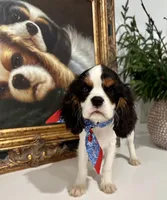 AKC Valentino, a male Cavalier King Charles Spaniel for sale in Newbury Park, CA – Photo 5 of 10