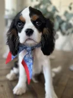 AKC Valentino, a male Cavalier King Charles Spaniel for sale in Newbury Park, CA – Photo 1 of 10