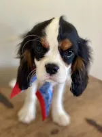 AKC Valentino, a male Cavalier King Charles Spaniel for sale in Newbury Park, CA – Photo 10 of 10