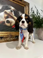 AKC Valentino, a male Cavalier King Charles Spaniel for sale in Newbury Park, CA – Photo 9 of 10
