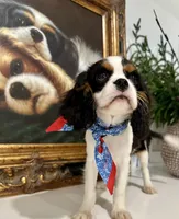 AKC Valentino, a male Cavalier King Charles Spaniel for sale in Newbury Park, CA – Photo 7 of 10