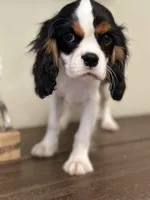 AKC Valentino, a male Cavalier King Charles Spaniel for sale in Newbury Park, CA – Photo 4 of 10