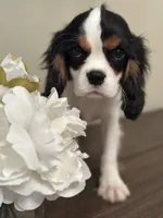 AKC Valentino, a male Cavalier King Charles Spaniel for sale in Newbury Park, CA – Photo 3 of 10