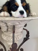 AKC Valentino, a male Cavalier King Charles Spaniel for sale in Newbury Park, CA – Photo 6 of 10