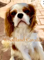 Oliver , a male Cavalier King Charles Spaniel for sale in Newbury Park, CA – 5 of 5