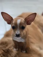 Louie, a male Chihuahua for sale in San Antonio, TX – 2 of 2