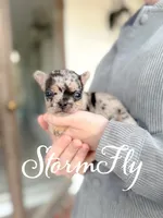 Stormfly, a female French Bulldog for sale in Fayetteville, NC – Photo 3 of 3