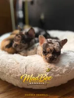 Stormfly (fluffy carrier), a female French Bulldog for sale in Fayetteville, NC – Photo 7 of 9