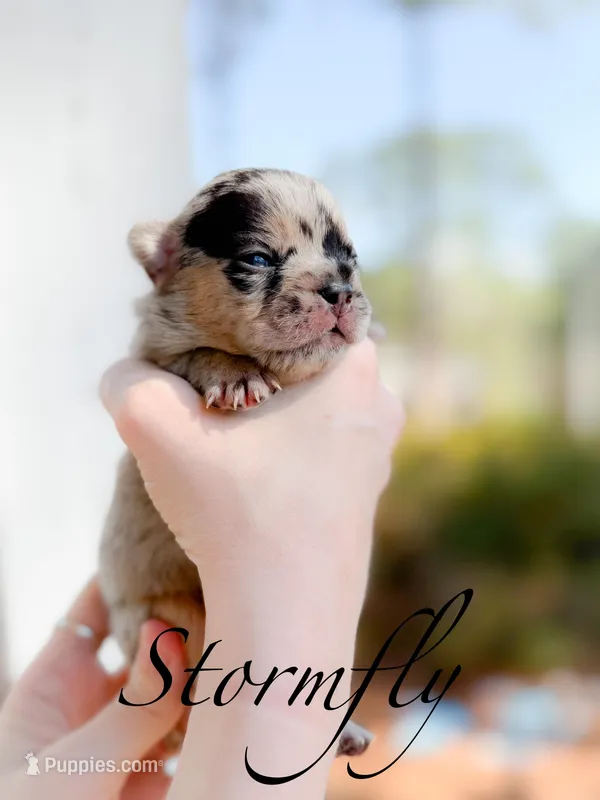 Stormfly – French Bulldog puppy for sale in Fayetteville, NC