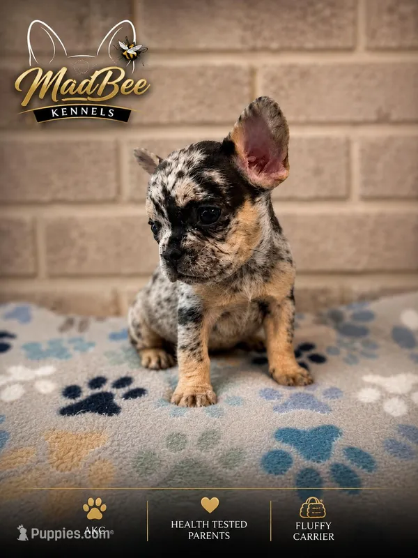 Stormfly (fluffy carrier) – French Bulldog puppy for sale in Fayetteville, NC
