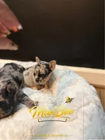 Stormfly (fluffy carrier), a female French Bulldog for sale in Fayetteville, NC – Photo 8 of 9