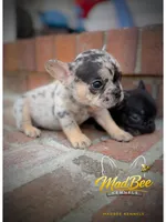 Stormfly (fluffy carrier), a female French Bulldog for sale in Fayetteville, NC – Photo 2 of 9