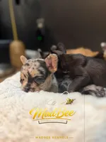 Stormfly (fluffy carrier), a female French Bulldog for sale in Fayetteville, NC – Photo 9 of 9