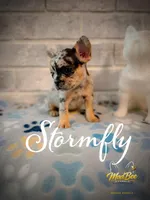 Stormfly (fluffy carrier), a female French Bulldog for sale in Fayetteville, NC – Photo 1 of 9