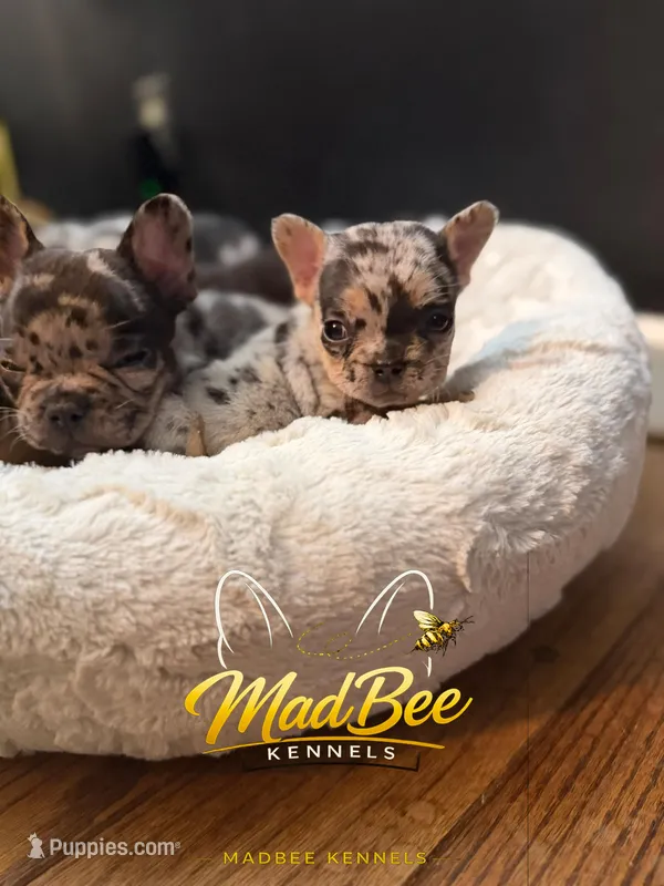 Stormfly – French Bulldog puppy for sale in Fayetteville, NC
