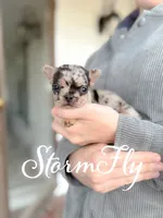 Stormfly, a female French Bulldog for sale in Fayetteville, NC – Photo 2 of 3