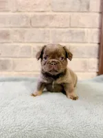 Rafael, a male French Bulldog for sale in Fayetteville, NC – 2 of 8