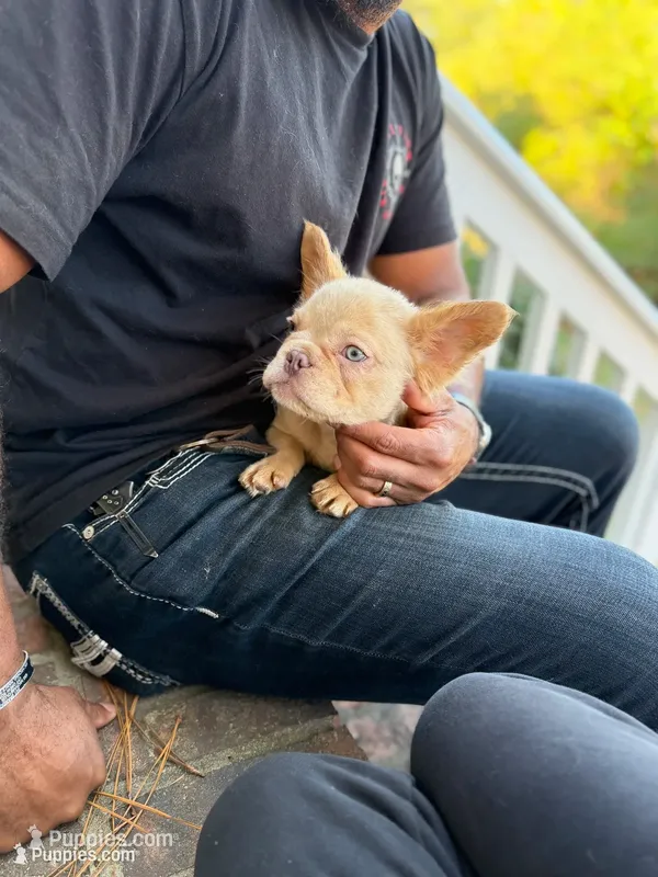 Leonardo – French Bulldog puppy for sale in Fayetteville, NC