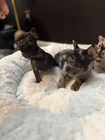 Toothless (fluffy carrier), a female French Bulldog for sale in Fayetteville, NC – Photo 8 of 8