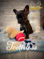 Toothless (fluffy carrier), a female French Bulldog for sale in Fayetteville, NC – Photo 1 of 8