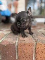 Toothless (fluffy carrier), a female French Bulldog for sale in Fayetteville, NC – Photo 4 of 8