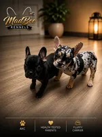 Toothless (fluffy carrier), a female French Bulldog for sale in Fayetteville, NC – 2 of 7