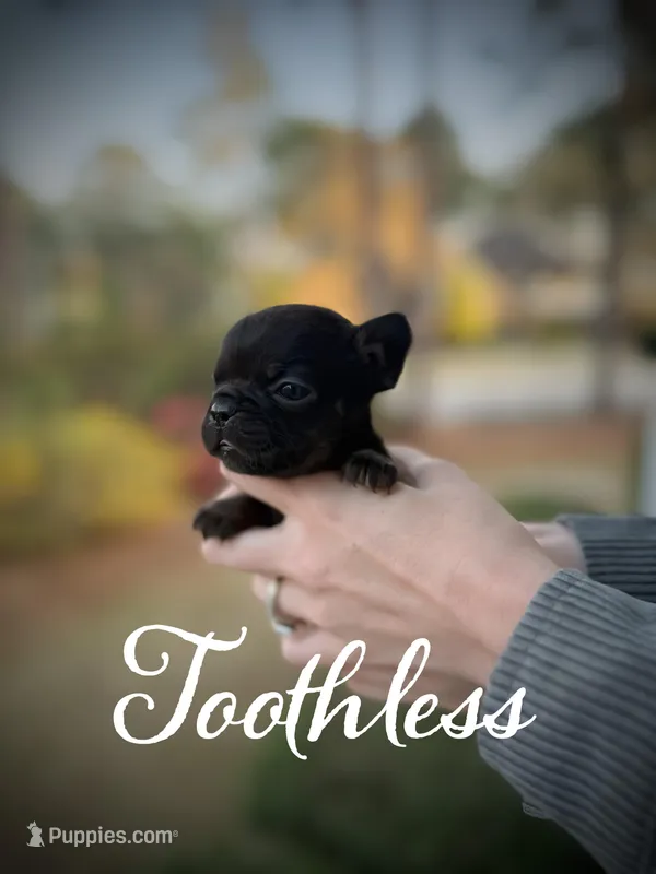 Toothless – French Bulldog puppy for sale in Fayetteville, NC