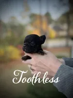 Toothless, a female French Bulldog for sale in Fayetteville, NC – Photo 1 of 2