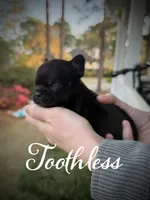 Toothless, a female French Bulldog for sale in Fayetteville, NC – Photo 2 of 2