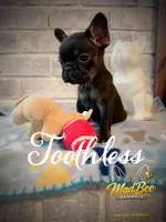 Toothless (fluffy carrier), a female French Bulldog for sale in Fayetteville, NC – Photo 3 of 8