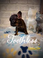 Toothless (fluffy carrier), a female French Bulldog for sale in Fayetteville, NC – Photo 2 of 8