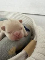 Donatello, a male French Bulldog for sale in Fayetteville, NC – 2 of 7