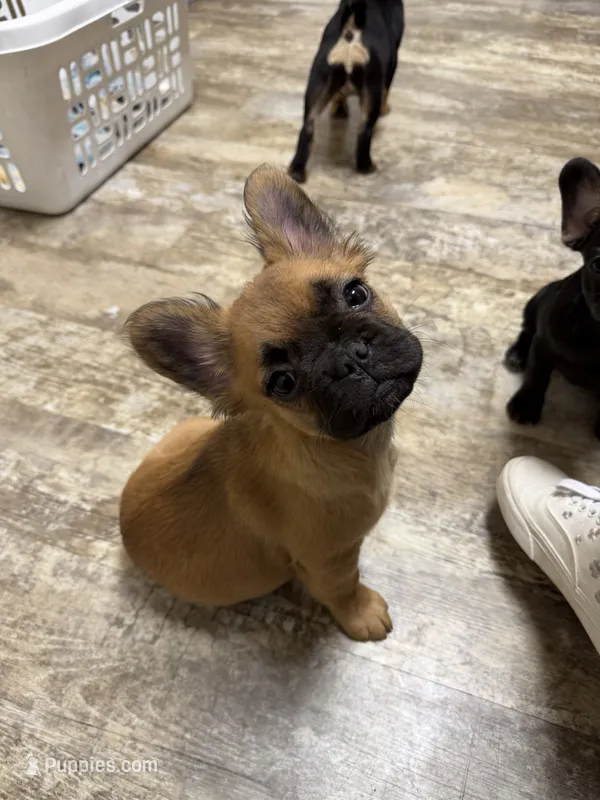 Chewbacca (fluffy) – French Bulldog puppy for sale in Fayetteville, NC