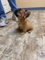 Chewbacca (fluffy), a female French Bulldog for sale in Fayetteville, NC – 10 of 10
