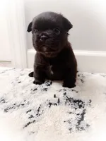 Chloe (fluffy), a female French Bulldog for sale in Fayetteville, NC – 2 of 2
