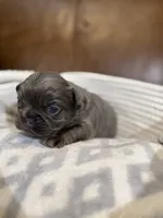 Rafael, a male French Bulldog for sale in Fayetteville, NC – 6 of 8