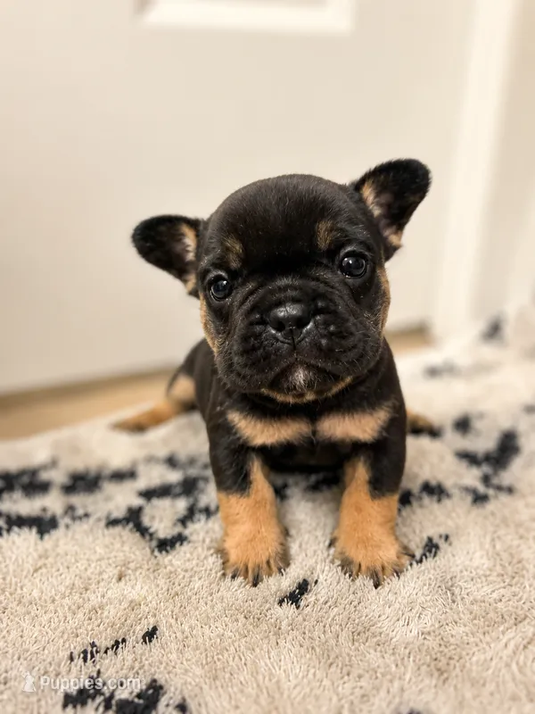 Trixie – French Bulldog puppy for sale in Fayetteville, NC
