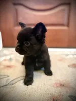 Chloe , a female French Bulldog for sale in Fayetteville, NC – 4 of 6