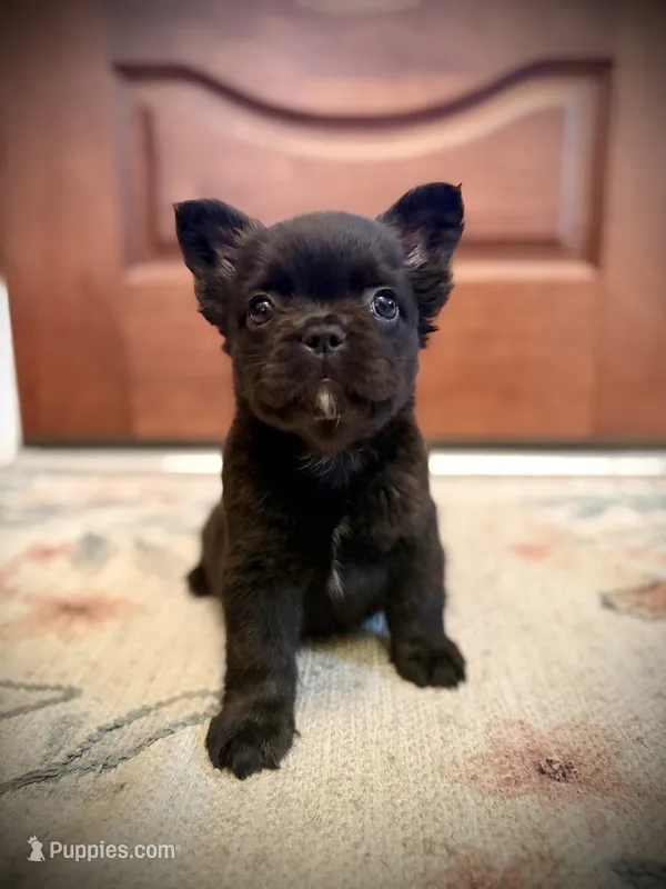 Chloe  – French Bulldog puppy for sale in Fayetteville, NC
